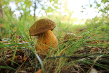 Beautiful Bright Lurid Bolete Mushroom In The Grass In Sunny Day Close Up