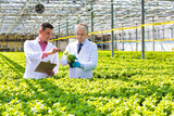 Fototapeta  - Photo of two male botanist examining herbs while writing on clipboard in plant nursery