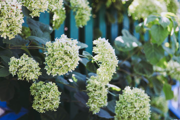 Canvas Print - Beautiful white blooming hydrangea