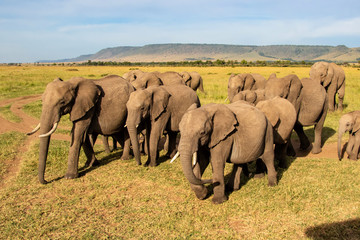 Close encounter with an elephant herd that passes by in the Masai Mara Game Reserve in Kenya