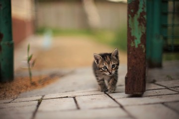 Wall Mural - little tabby kitten sneaks along the fence.