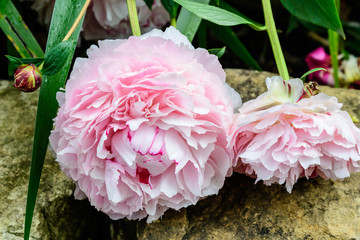 Two large delicate pink peony flowers in direct sunlight, in a garden in a sunny spring day