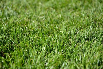 Wall Mural - grass with water drops of dew