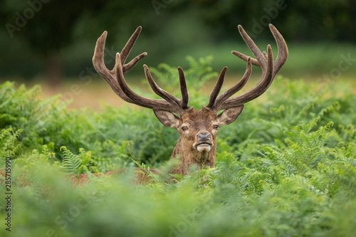 Dekoracja na wymiar  jelen-w-parku-richmond