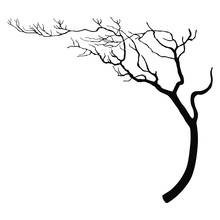 Silhouette Of A Bare Deciduous Tree Or Tree Branch.