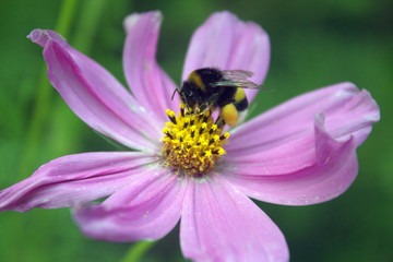 Bee collects pollen on flower