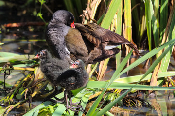 Poster - moorhen