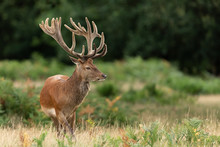 Red Deer In Richmond Park