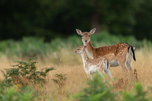 Fallow Deer In Richmond Park