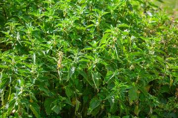 Naklejka na meble Photo of a plant nettle. Nettle with fluffy green leaves. Background Plant nettle grows in the ground.