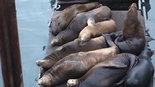Sea Lions Lounge And Fight On A Dock.