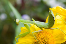Green Mantis Insect Is On A Yellow Flower Close-up On A Colored Background
