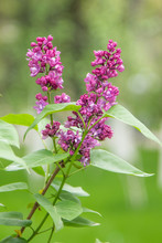 Purple Flowers Are Lilac In Green Foliage Of Trees.