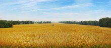 Beautiful Landscape With Panoramic Scenery Of Golden Agricultural Field With Ripe Wheat And Blue Sky In A Sunny Day