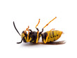 dead German yellowjacket wasp, Vespula germanica, on its back, side view, isolated