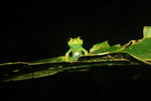 A Small Light Green Glass Frog With The Intestines Visible Sitting In The Middle Of A Leaf Looking At The Camera