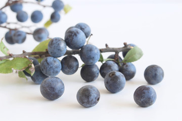 Wall Mural - Romantic autumn still life with blackthorn on a white wooden table.Nature concept. Prunus spinosa is a large deciduous shrub or small tree.