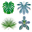 trendy low poly set of four tropical leaves, botanical sketch of  vector graphic colour illustration on white background