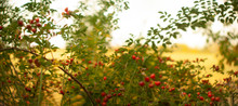 Panorama With Red Rose Hips On Long Branches On A Very Blurry Yellow Background Of A Mown Wheat Field