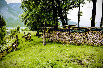 Poster - Cows grazing in rural Austria