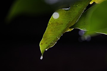 Beautiful water drop on green leaf