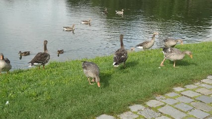 Wall Mural - Munich 2019. Ducks are preparing to eat small insects on the edge of the Olympiapark on a warm summer morning. August 2019 in Munich.