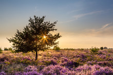 Purple Pink Heather In Bloom Ginkel Heath Ede In The Netherlands. Famous As Dropping Zone For The Soldiers During WOII Operation Market Garden Arnhem.