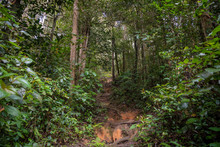 Steep Hiking Path Inside Tropical Rain Forest In Cameron Highlands Malaysia