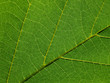 detail of green leaves texture macro style