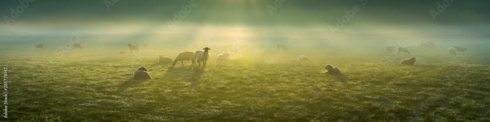 Schafe im Frühnebel auf den Ruhrwiesen in Duisburg - obrazy, fototapety, plakaty 