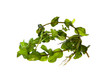 © Oleg - seaweed isolated on white background