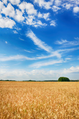 Wall Mural - Beautiful cloudy sky over summer fields