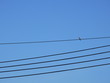 bird on electric wire with blue sky background