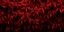 Red Leaves Of Bush Texture