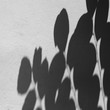 shadow leaves on white concrete wall texture