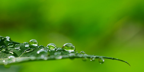 Sticker - drop of water on green leaf