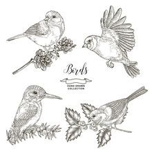 Birds Collection. Tits And Kingfisher Sitting On A Branch. Vector Illustration. Vintage Engraving Style.