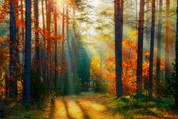 Poster - Autumn forest landscape