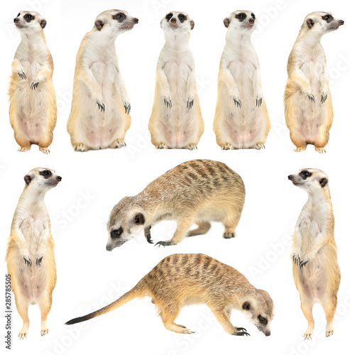 Cuadros en Lienzo cute meerkat ( Suricata suricatta ) isolated