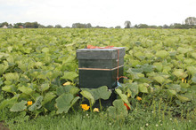A Field With Large Green Squash Plants And A Beehive At A Biological Farm In The Dutch Countryside