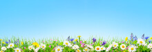 A Spring Grass And Daisy And Chamomile Flowers Natural Background