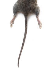 Wall Mural - dead rat closeup isolated on white background