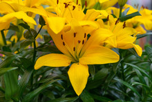 Yellow Lily Flowers Growing In A Summer Garden.