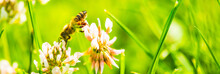 Honey Bee On White Flower While Collecting Pollen On Green Blurred Background Close Up Macro.