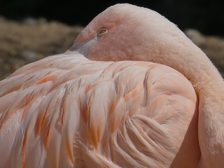 Sticker - chilean flamingo