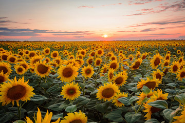 Canvas Print - Landscape of ripe golden blooming sunflowers and stunning sunset at the background