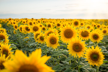 Poster - Sunflower close up. Backdrop of the beautiful sunflowers growing in rows in the countryside against setting sun.