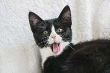 White Faced Black Tuxedo Kitten Cat Yawning