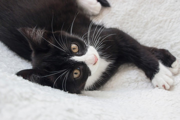 Wall Mural - close up of white face black tuxedo kitten cat on white blanket 