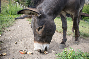 Donkey is eating an apple in the nature